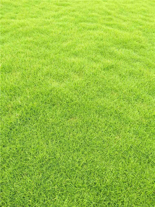 广东夏威夷草坪批发 