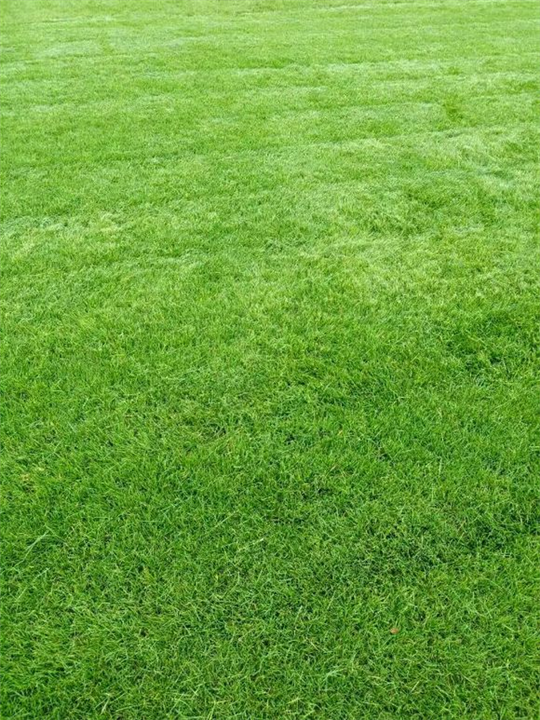 广东绿化草皮出售|特价中山草坪 