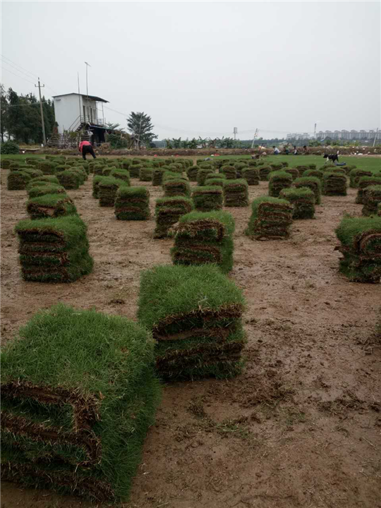广东草皮批发