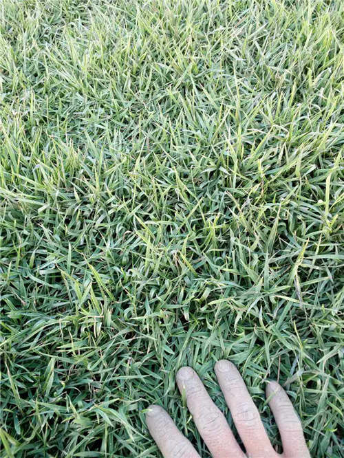 低价草坪批发就找广东草坪 