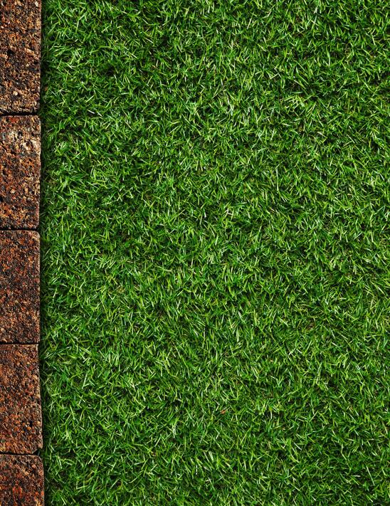 广东草皮批发-草皮价格 