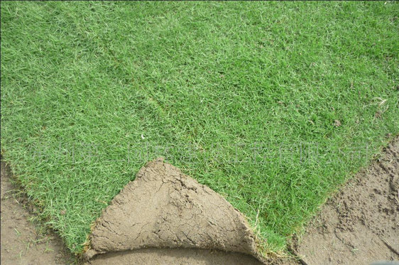 广东夏威夷草坪批发【广东草皮】**供应台湾草 