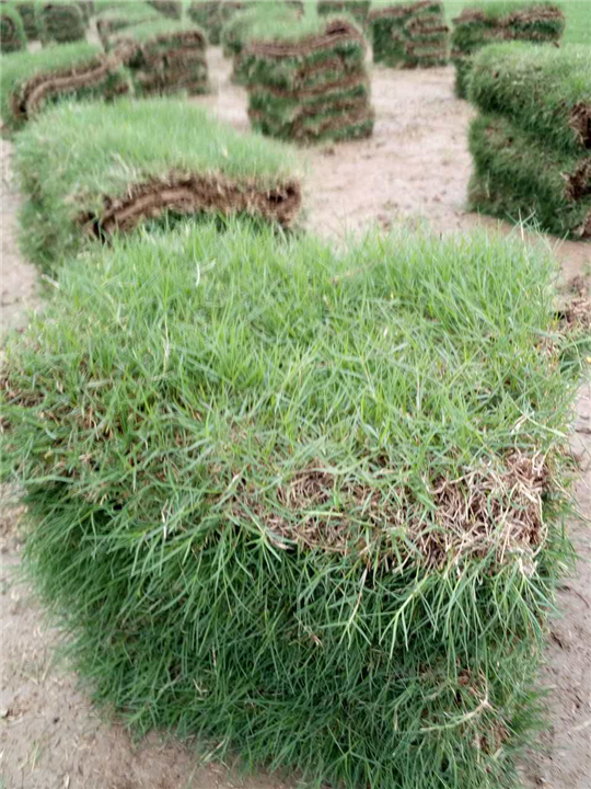 广东草坪用草·火热低价台湾草皮,兰引三号 