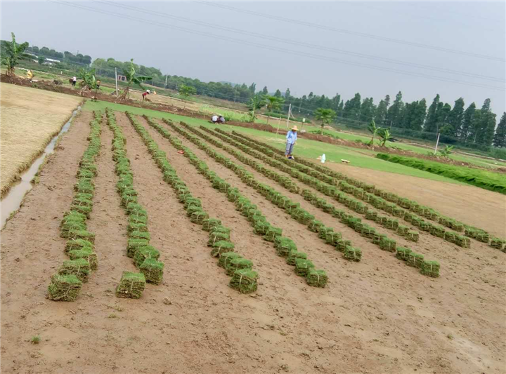 广东草坪基地直销高尔夫用草（台湾草特价） 