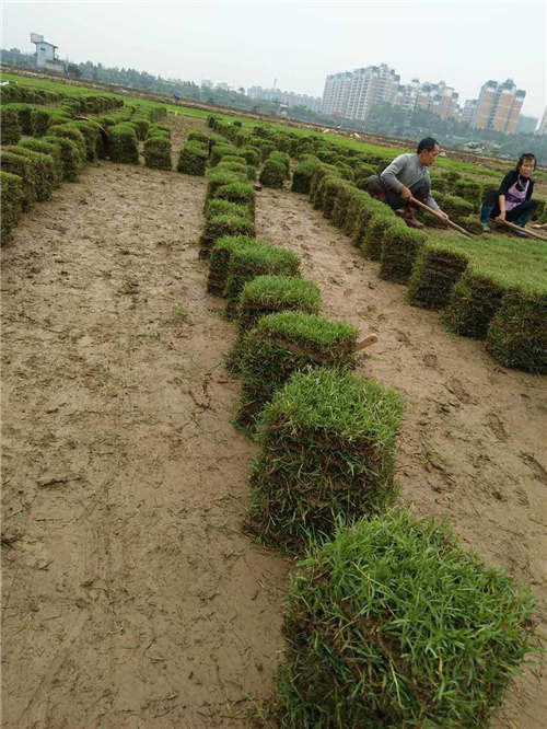 草皮批发哪家价格低？ 