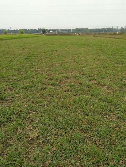 广东草皮基地|直销低价广东草皮 