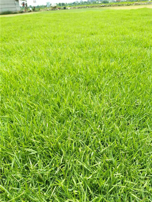 广东台湾草皮供应基地 