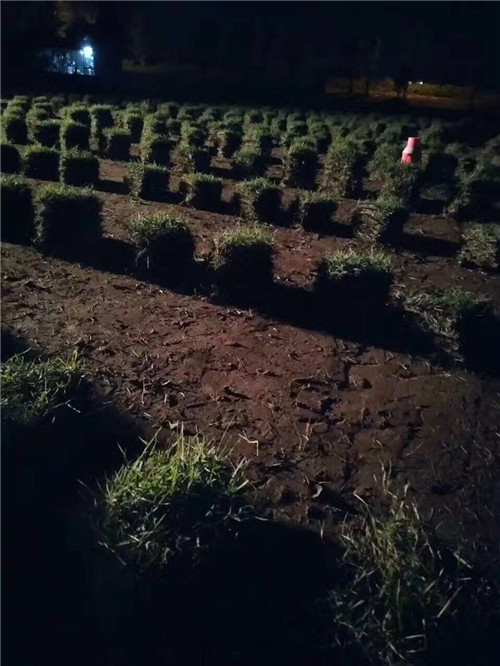 草坪批发;**出货 