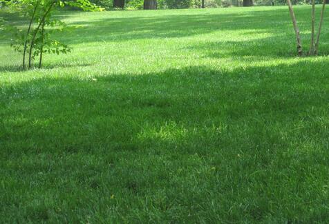 广东人工草坪批发 