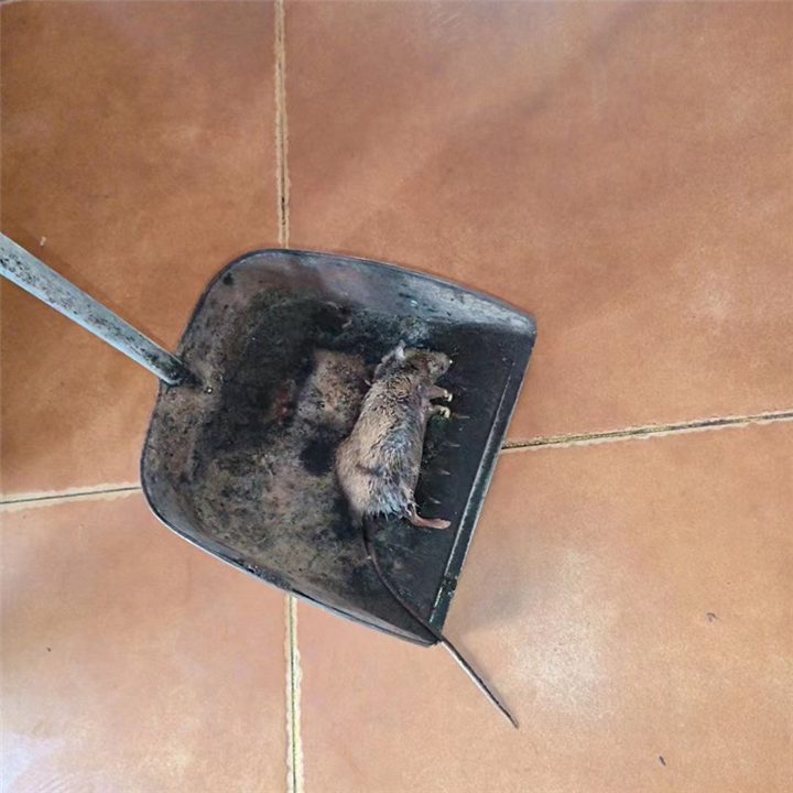 苏州灭鼠使用专业工具捕捉老鼠苏州灭鼠公司