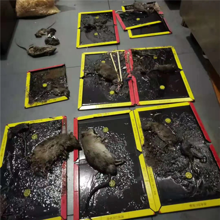 苏州灭老鼠苏州抓老鼠公司