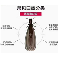 苏州灭白蚁苏州白蚁消杀防治