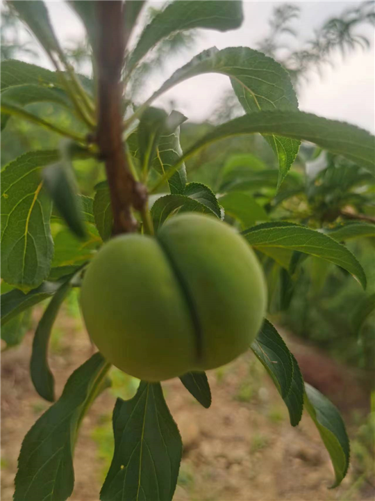 贵州蜂糖李苗基地电话