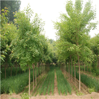 盐城市五角枫基地 