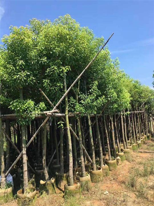 【香樟树】香樟批发_广西25公分香樟树批发 