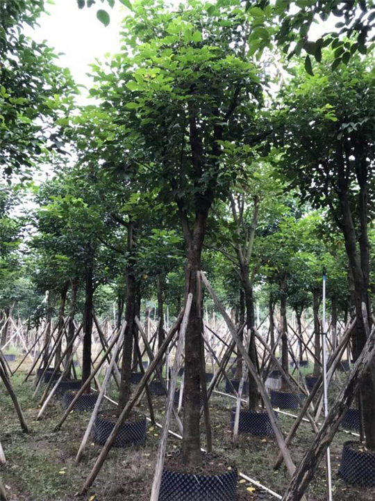 【秋枫树】_贵州18公分秋枫树多少钱一棵？ 