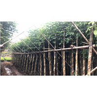 秋枫树,福建8公分优质秋枫树如何种植 