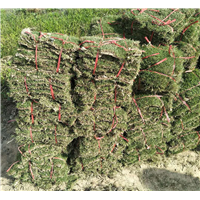 三沙台湾草皮卷直销#三沙台湾草皮卷自产自销电话