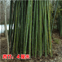 上海青竹苗批发价格