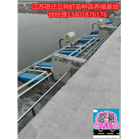 宿迁虾苗，江苏虾苗