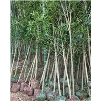 丰宁满族自治县劲松园林苗木种植有限公司 