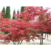 供应嘉兴红枫报价-台州红枫哪