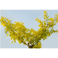 吉林金叶银杏种植基地