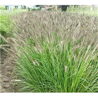紫穗狼尾草批发多少钱