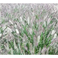 杭州紫穗狼尾草
