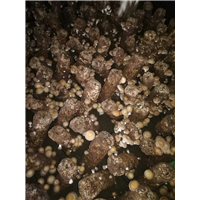 香菇 