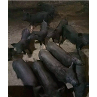 特级黑猪 