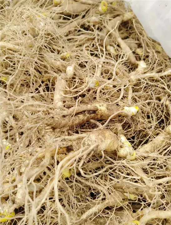 特级中药材 