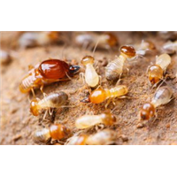 厦门白蚁防治