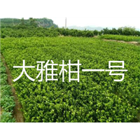 大雅柑一号苗 