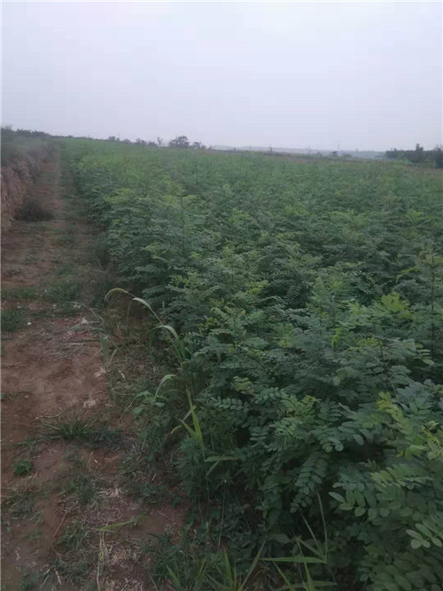 刺槐苗多少钱一棵 