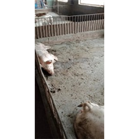 活猪出售 