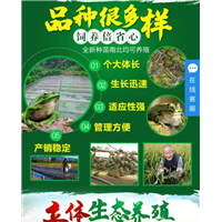 工厂化养殖青蛙_养殖周期短、亩产量高 