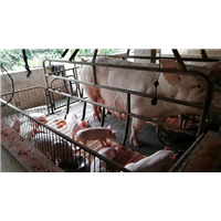 隆牧出售肉羊