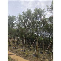 风铃木批发价格