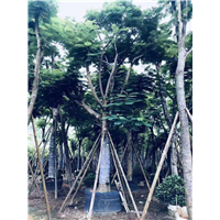 河南凤凰木种植