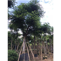 凤凰木种植基地