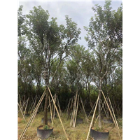 风铃木种植方法