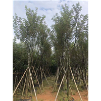 广东风铃木种植