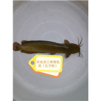 三黄塘虱苗（古子鲶)