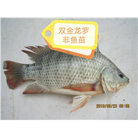 罗非鱼苗