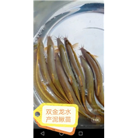 泥鳅苗