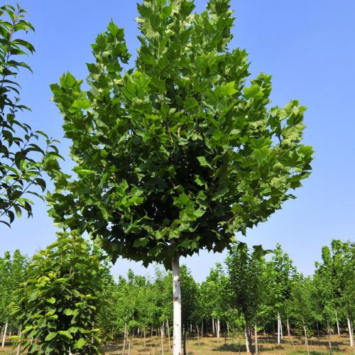 河南国槐种植基地