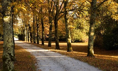 河南法桐种植基地苗圃