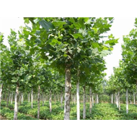 河南法桐基地