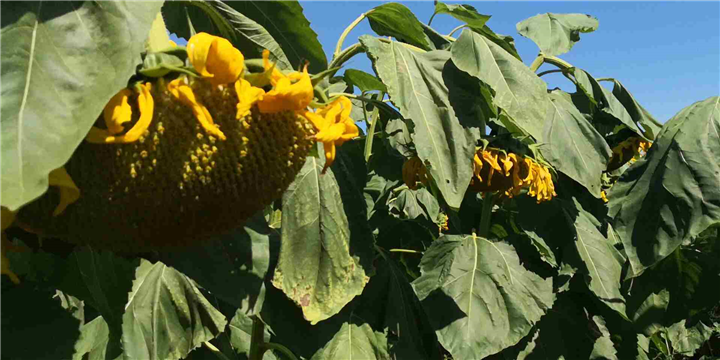 玉米 向日葵 牛 